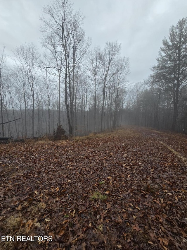 view of local wilderness