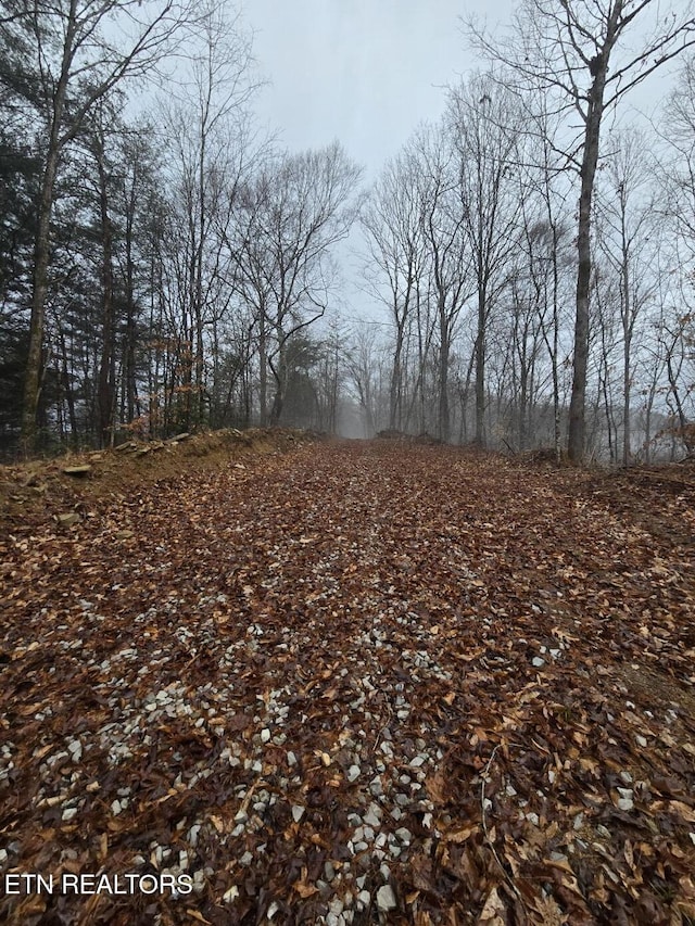 view of local wilderness