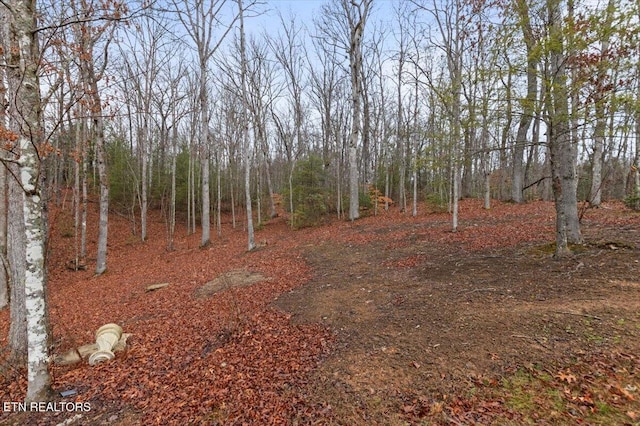 view of local wilderness