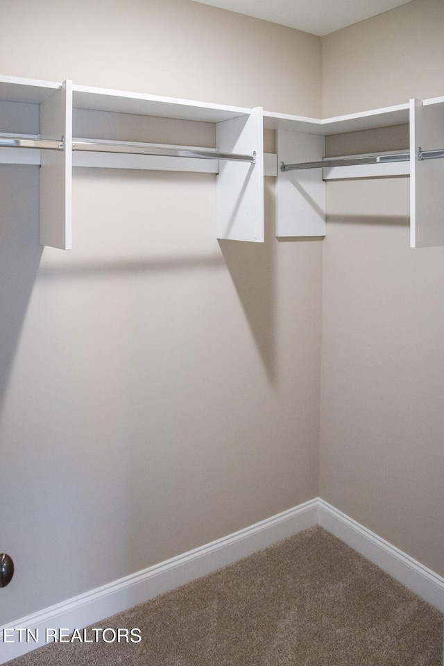 walk in closet with carpet floors