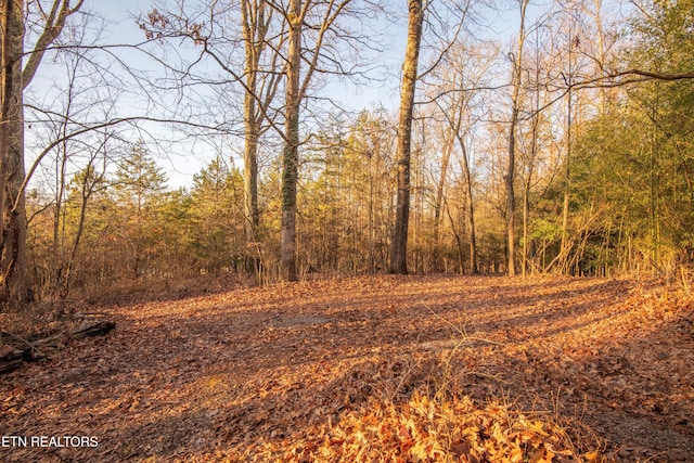 view of local wilderness