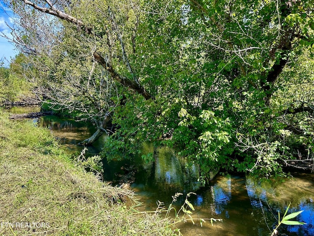 view of local wilderness