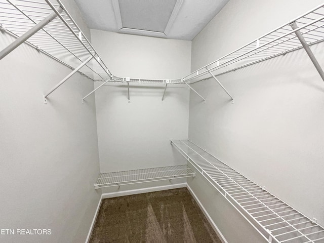 spacious closet featuring carpet flooring