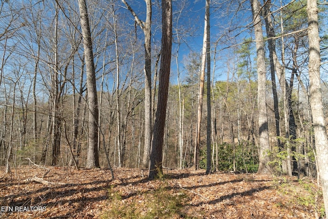 view of local wilderness