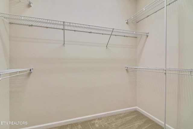 walk in closet featuring carpet flooring