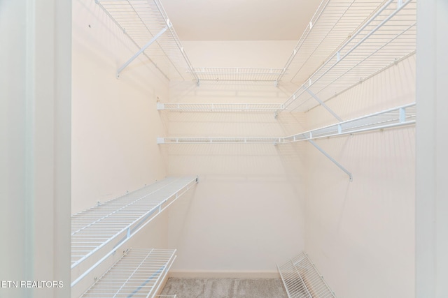 walk in closet with carpet floors