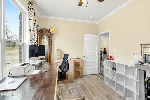 office space featuring ornamental molding, ceiling fan, and light wood-type flooring