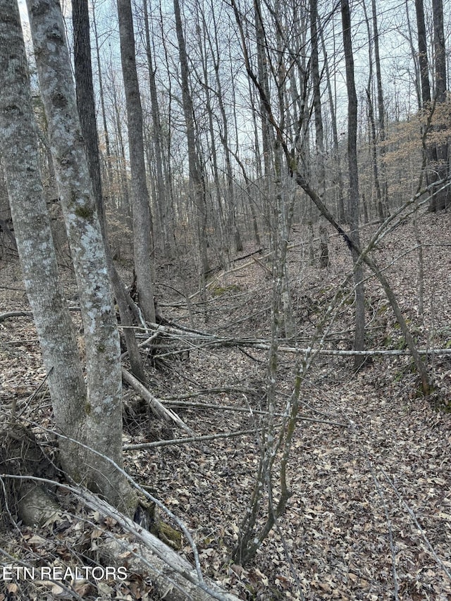 view of local wilderness