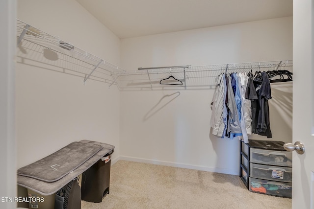 spacious closet featuring carpet flooring