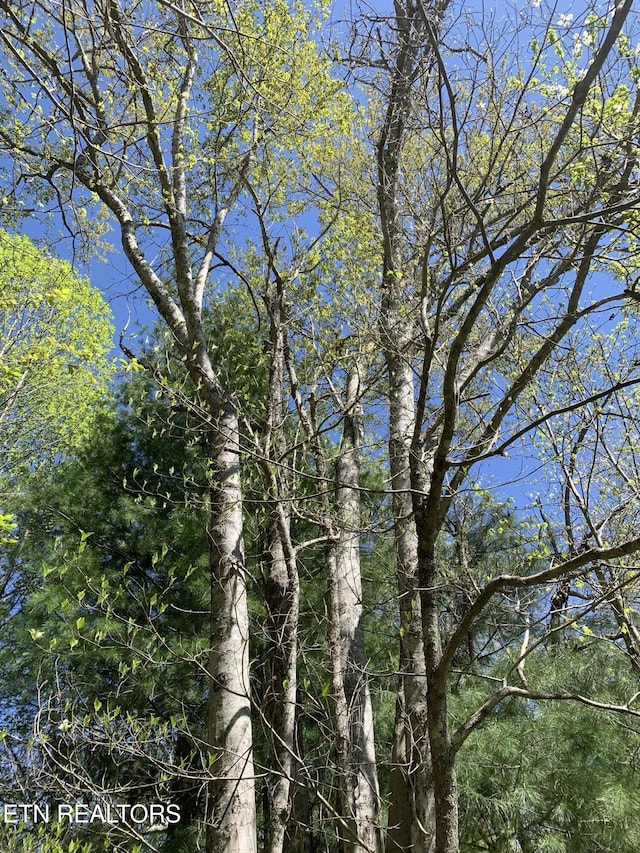 111AC Edwards Rd, Tellico Plains, TN 37385