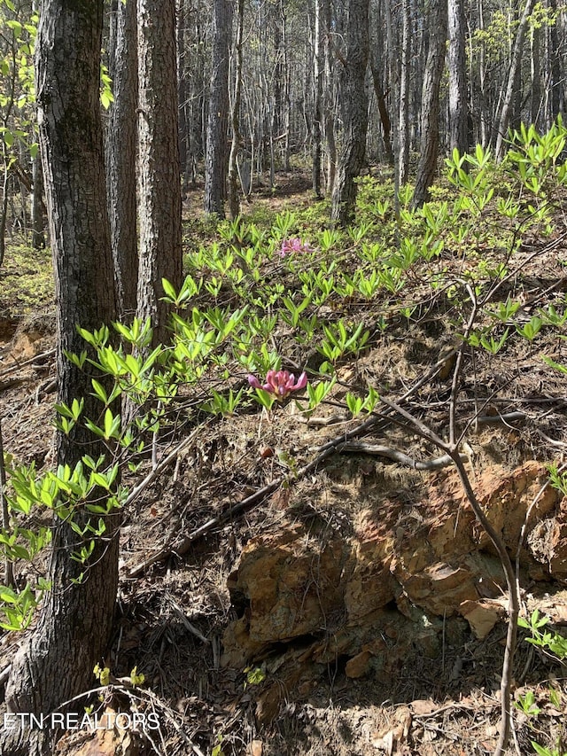 111AC Edwards Rd, Tellico Plains, TN 37385