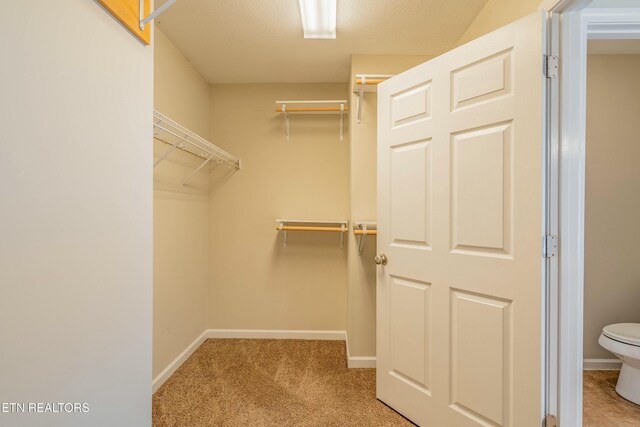 spacious closet featuring carpet flooring