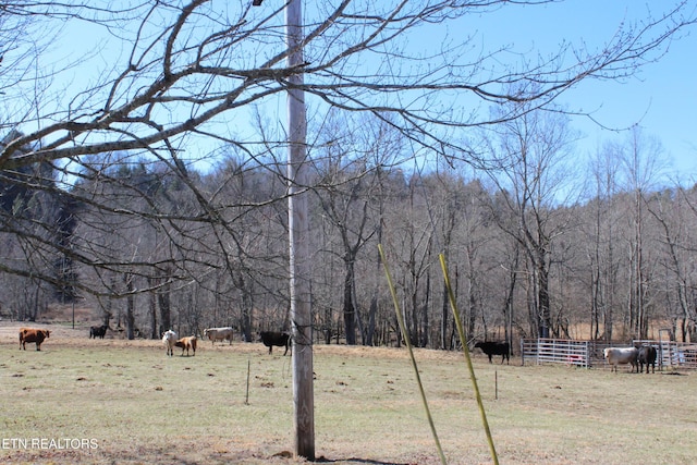 view of yard featuring a forest view and a rural view