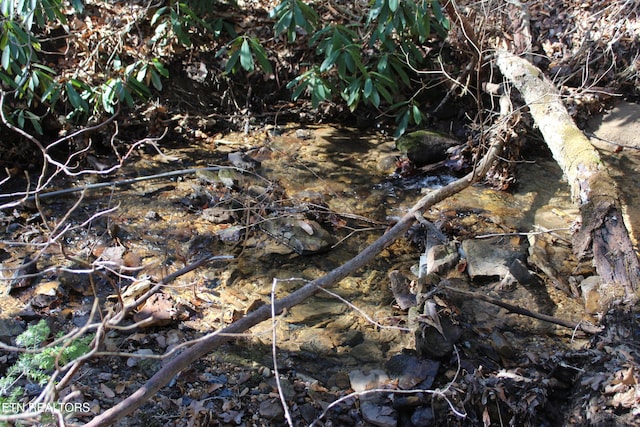 view of local wilderness