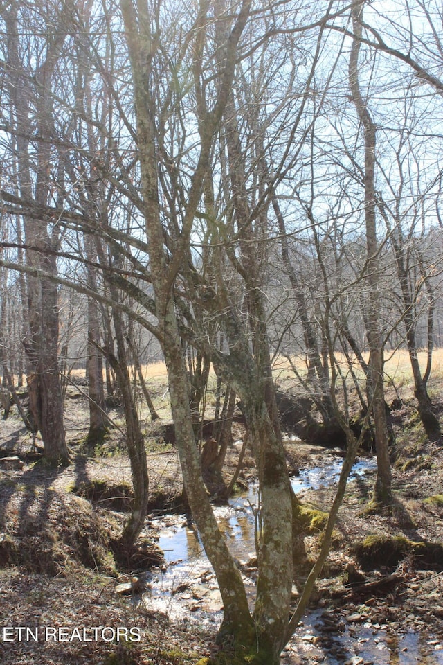 view of local wilderness