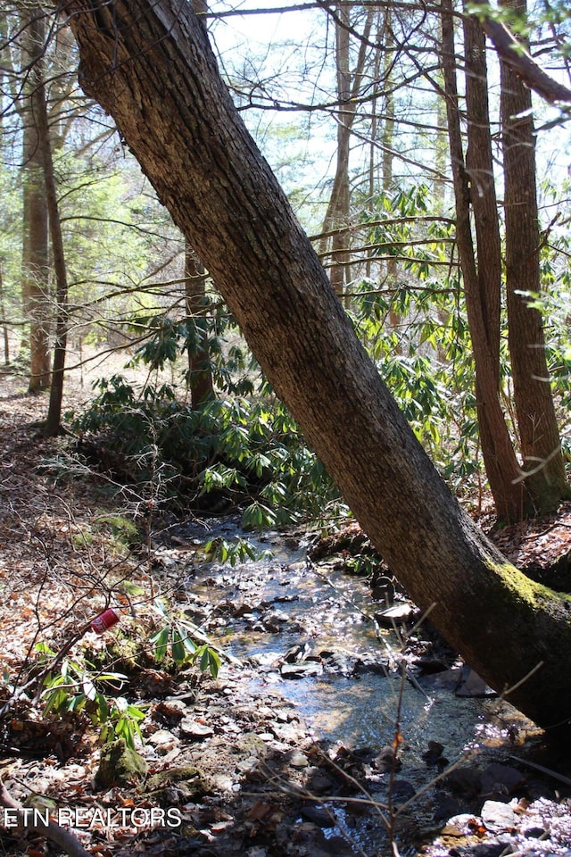 view of local wilderness