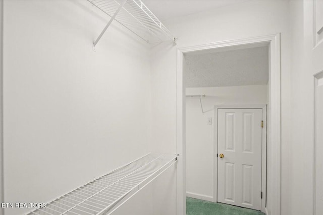 walk in closet with carpet flooring