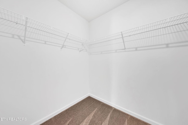 943 Utopia Ln, Knoxville, TN 37932 - walk in closet with dark colored carpet