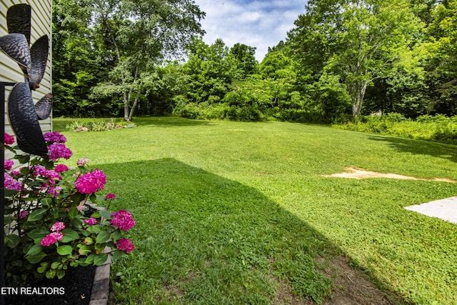 103 Branch Ln, Clinton, TN 37716 - view of green lawn