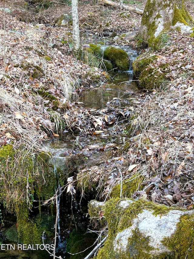 view of local wilderness