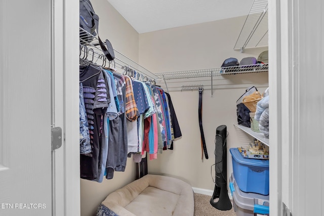 spacious closet featuring carpet floors