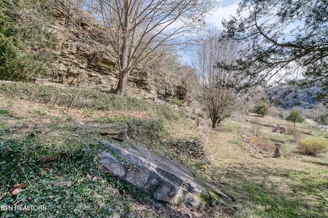 view of local wilderness