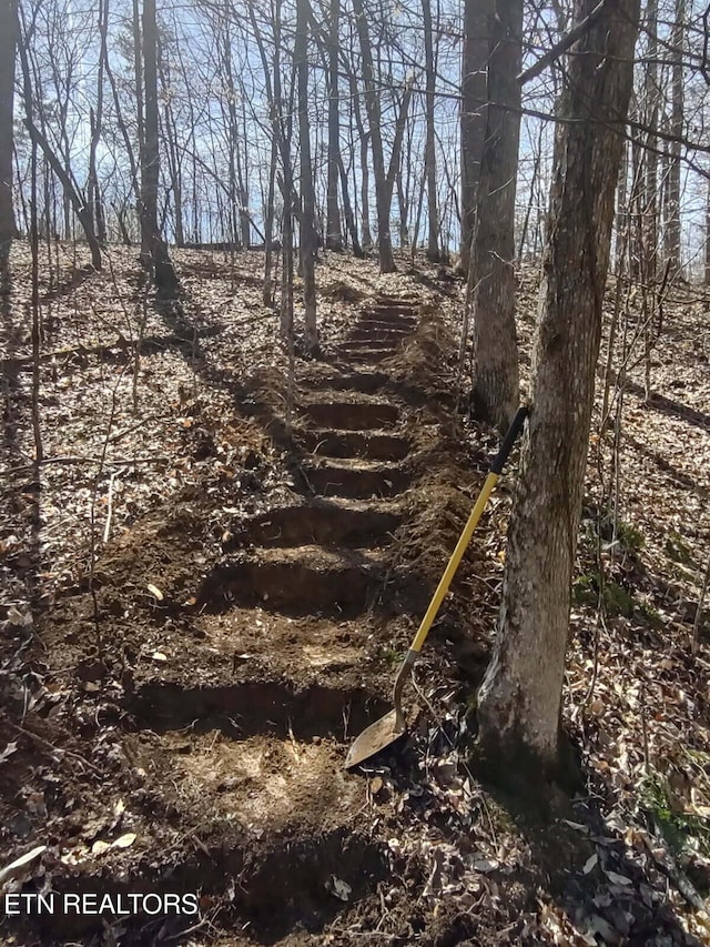 view of local wilderness