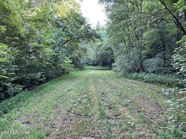 view of yard featuring a wooded view