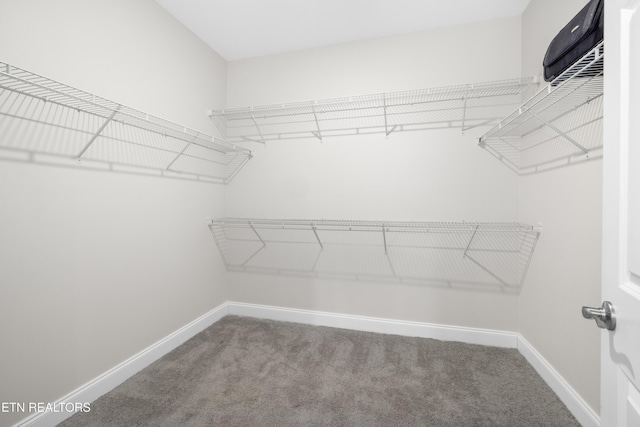 walk in closet featuring carpet floors