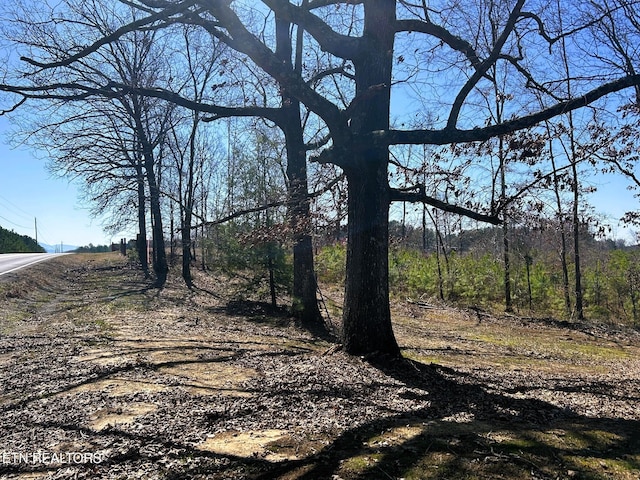 view of local wilderness