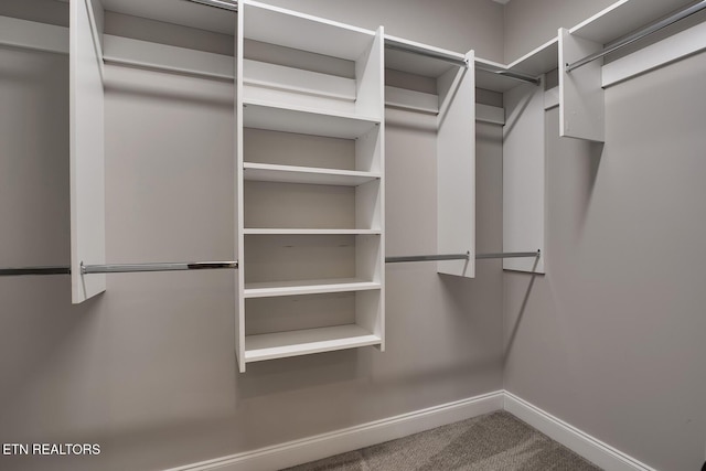 walk in closet with carpet flooring