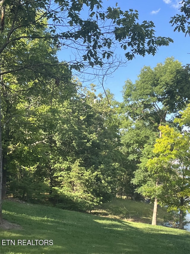 view of local wilderness