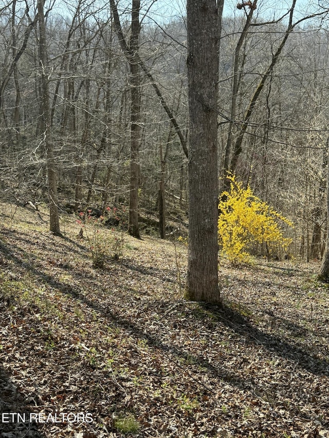 view of local wilderness with a wooded view