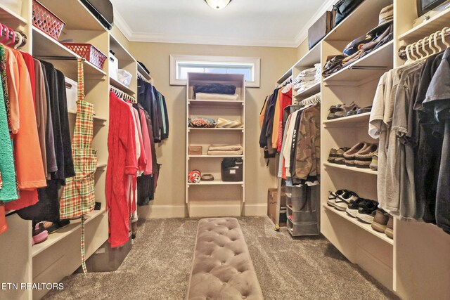 walk in closet with carpet floors