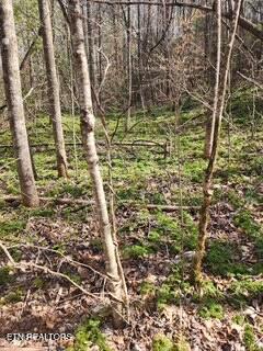 Little Elk Creek Rd, Pioneer, TN 37847