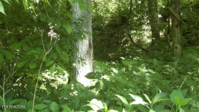 0 Brimstone Creek Rd, Moss, TN 38575