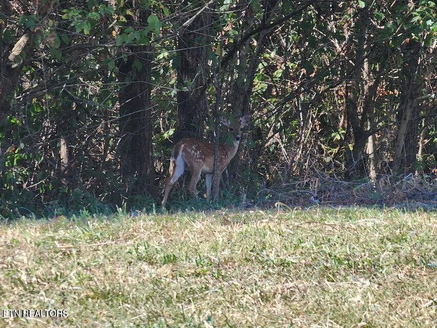 Old Stage Rd, Rogersville, TN 37857