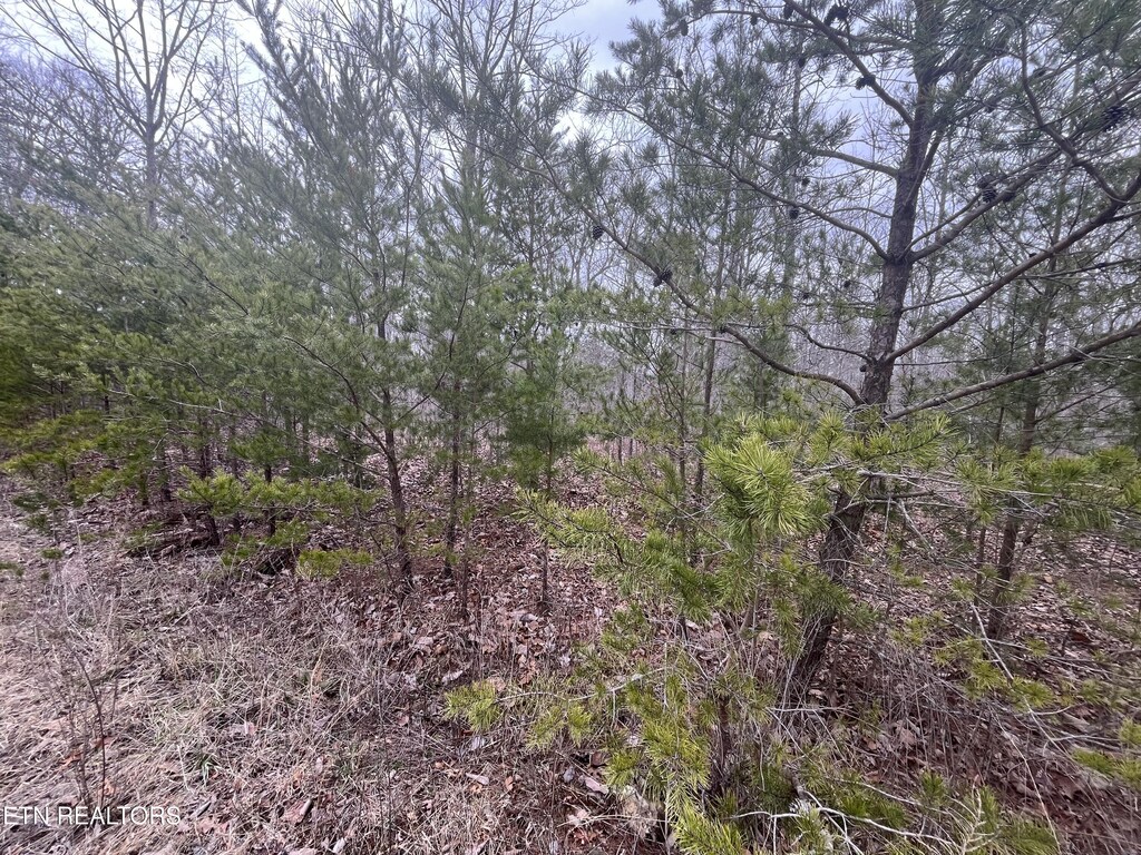 0 Maple Ln, Pikeville, TN 37367 - photo 1