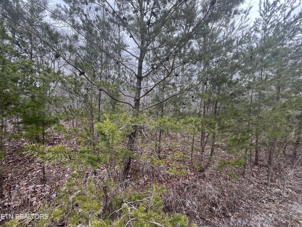 0 Maple Ln, Pikeville, TN 37367 - photo 2