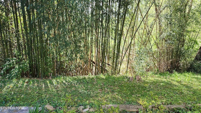 view of nature