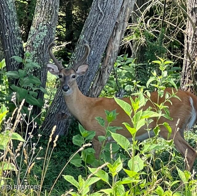 Thief Neck View Dr, Rockwood, TN 37854 - photo 33