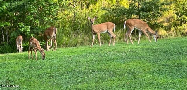 Thief Neck View Dr, Rockwood, TN 37854 - photo 34