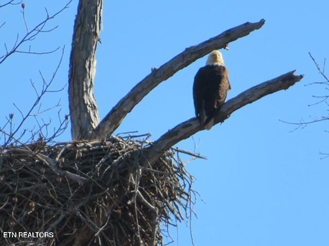 Thief Neck View Dr, Rockwood, TN 37854 - photo 35