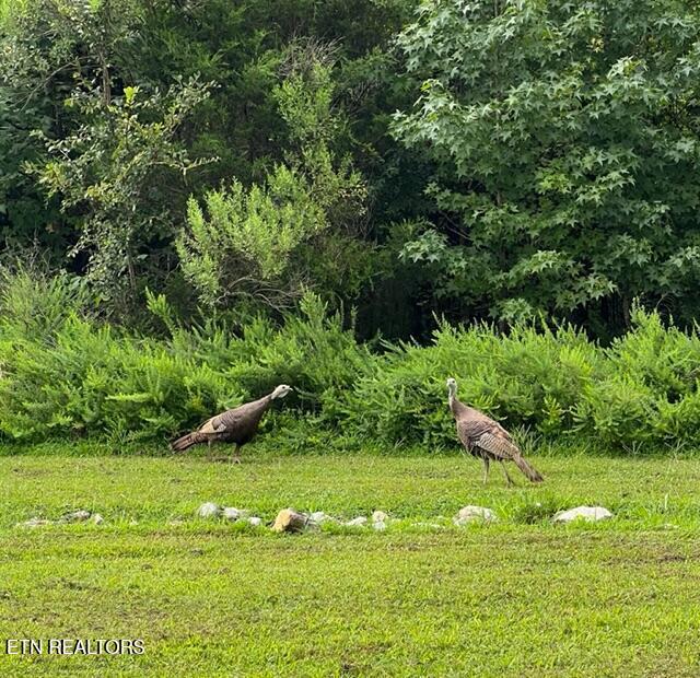 Thief Neck View Dr, Rockwood, TN 37854 - photo 37