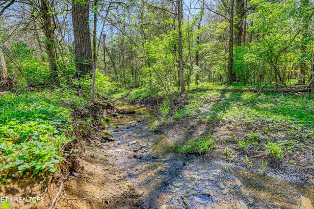 view of local wilderness