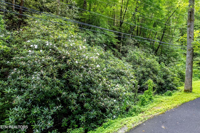 Butler Branch Rd, Gatlinburg, TN 37738 - photo 13