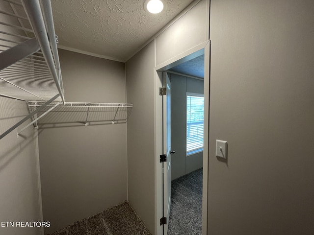 walk in closet featuring carpet