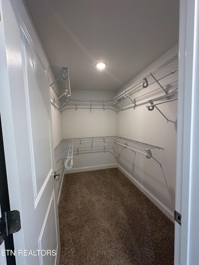 spacious closet featuring carpet
