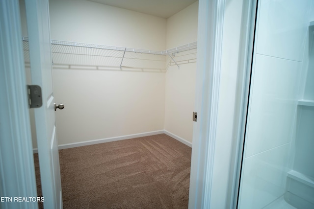walk in closet with carpet flooring