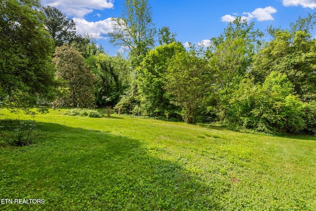 view of yard featuring a wooded view